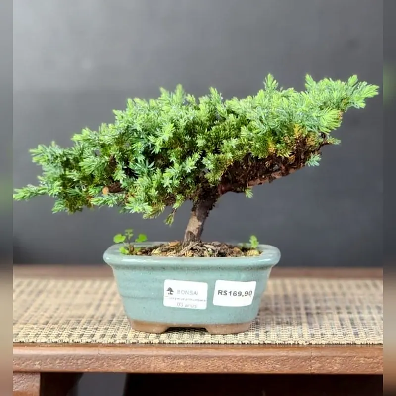 Juníperus procumbens, 3 anos, vaso verde-claro, foto 2 de 2