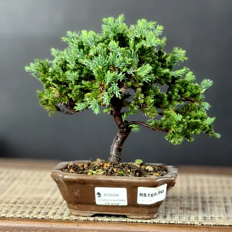 Juníperus procumbens, 3 anos, vaso marrom, foto 2 de 2