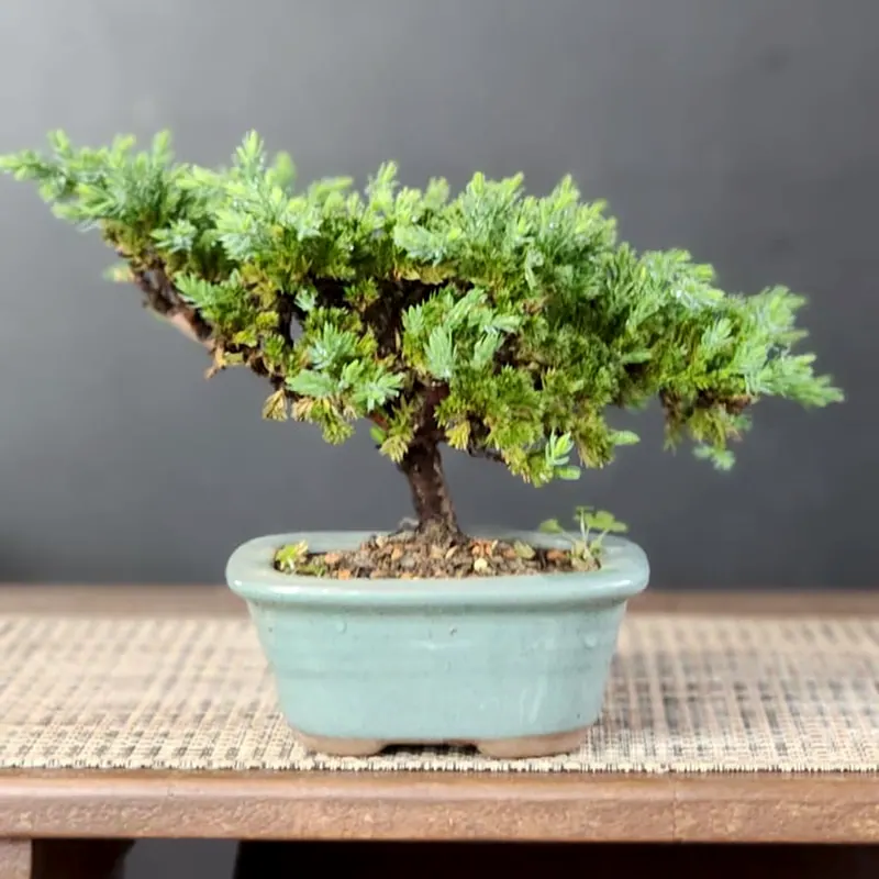 Juníperus procumbens, 3 anos, vaso verde-claro, foto 1 de 2