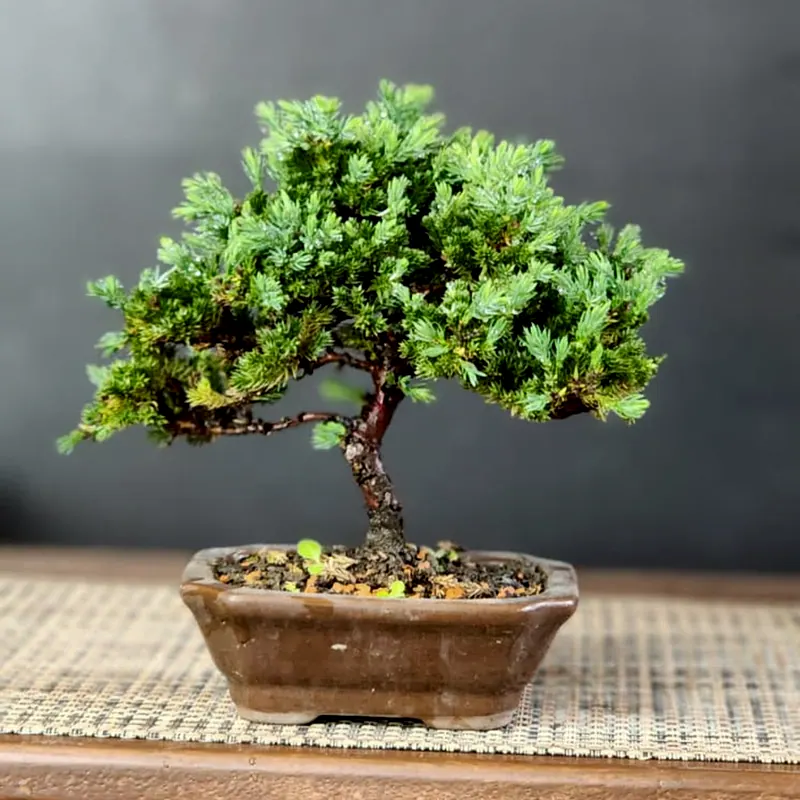 Juníperus procumbens, 3 anos, vaso marrom, foto 1 de 2