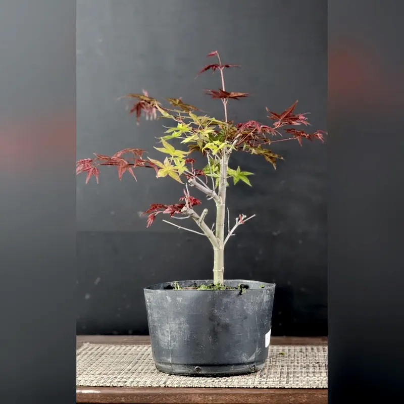 Pré-bonsai Acer deshojo, foto 1 de 3