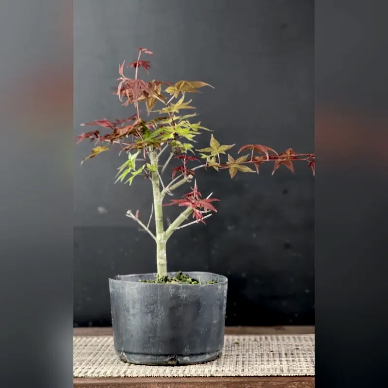 Pré-bonsai Acer deshojo, foto 2 de 3