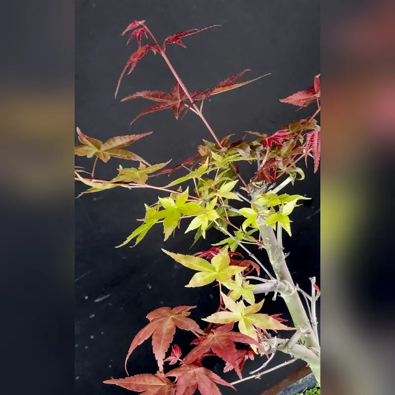 Pré-bonsai Acer deshojo, foto 3 de 3