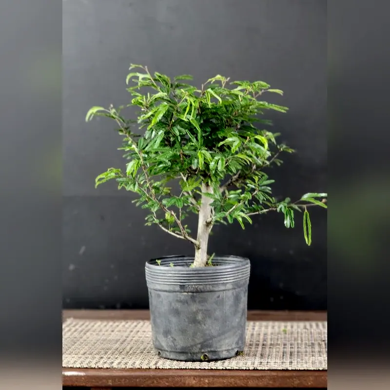Pré-bonsai Caliandra selloi, foto 1 de 3