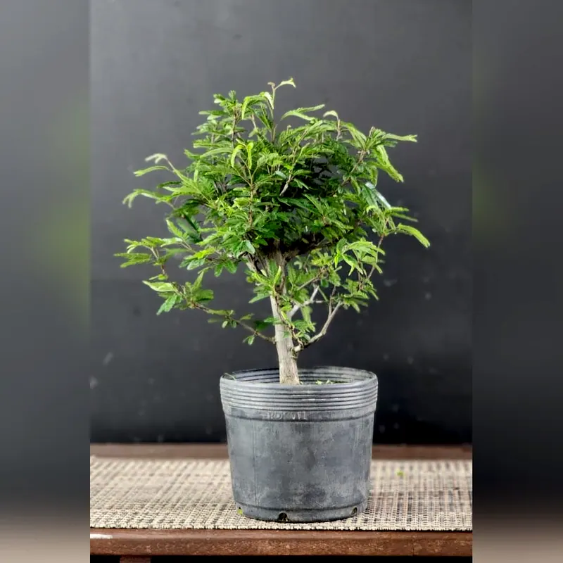 Pré-bonsai Caliandra selloi, foto 2 de 3