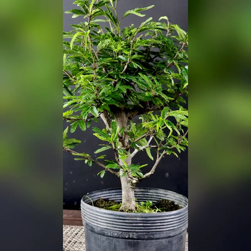 Pré-bonsai Caliandra selloi, foto 3 de 3
