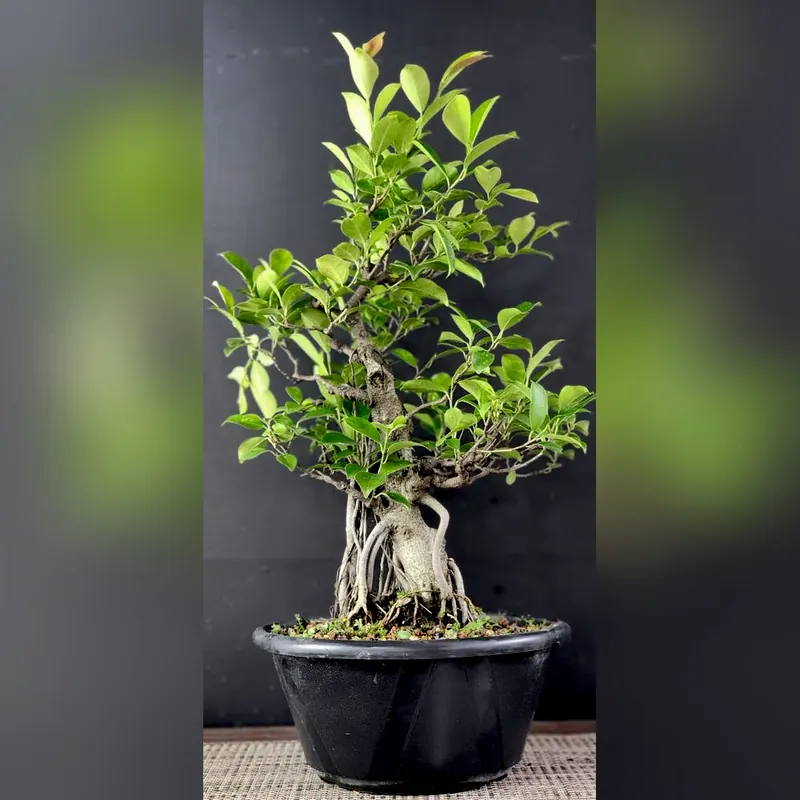 Pré-bonsai Ficus microcarpa, foto 1 de 4