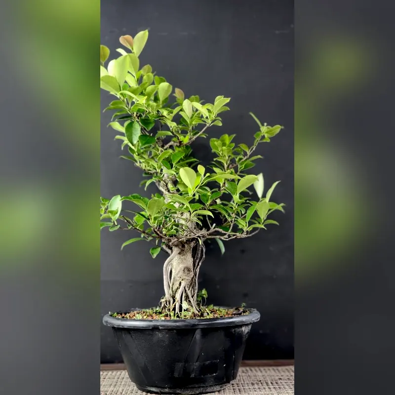 Pré-bonsai Ficus microcarpa, foto 2 de 4