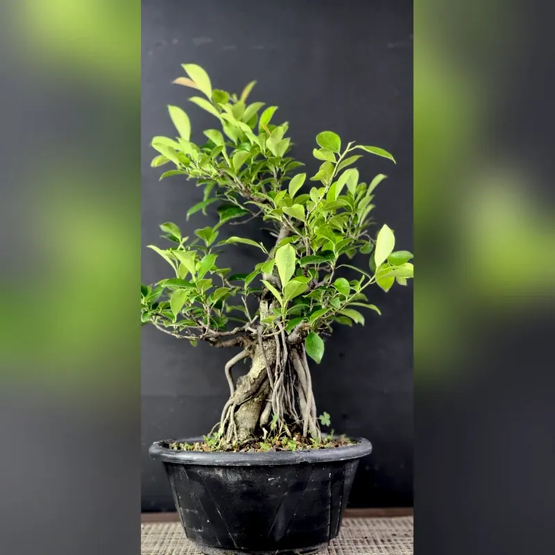 Pré-bonsai Ficus microcarpa, foto 3 de 4