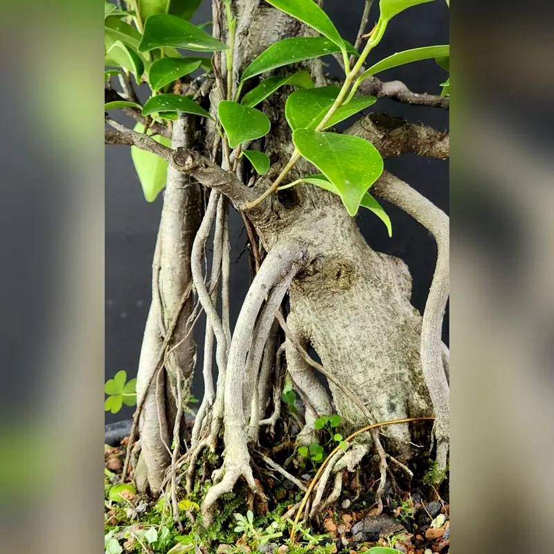 Pré-bonsai Ficus microcarpa, foto 4 de 4