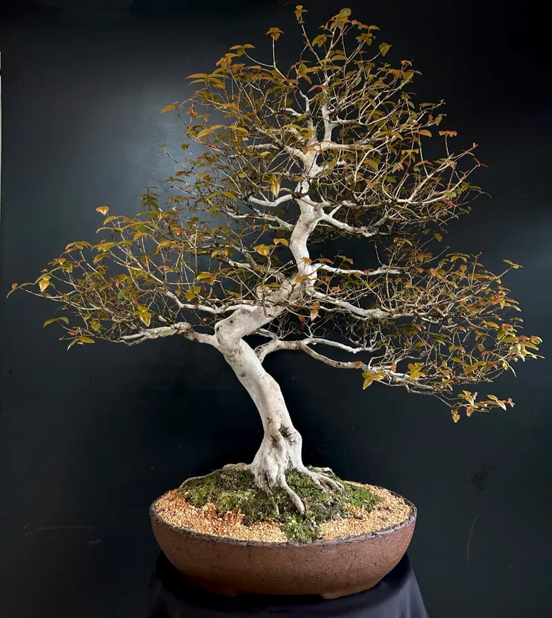 Bonsai de tronco branco e folhas amareladas num vaso oval marrom, diante de um fundo escuro